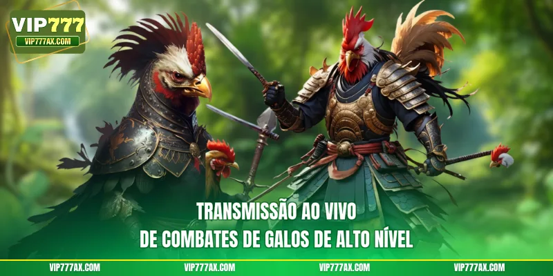 Transmissão ao vivo de combates de galos de alto nível